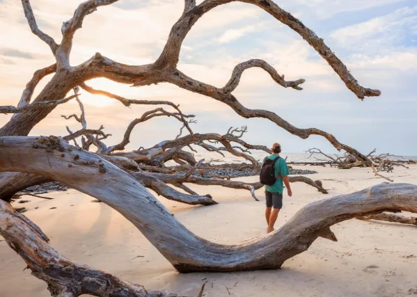 Driftwood Beach, Georgia