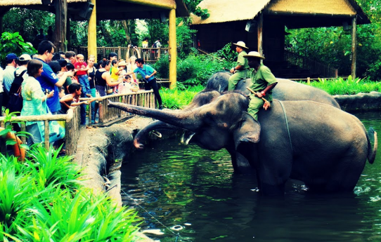 The Singapore Zoological Gardens